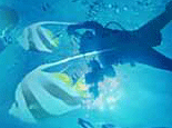 King Fisher Diving